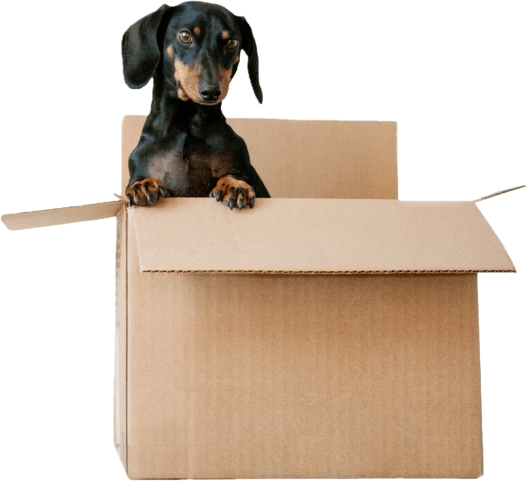 A black and tan dachshund puppy inside a cardboard box, looking at the camera.